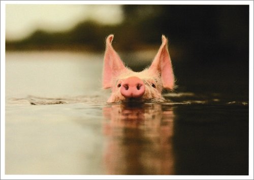 Taurus Kunstkarten Postkarte Tiere Wasser-Schwein von Taurus Kunstkarten