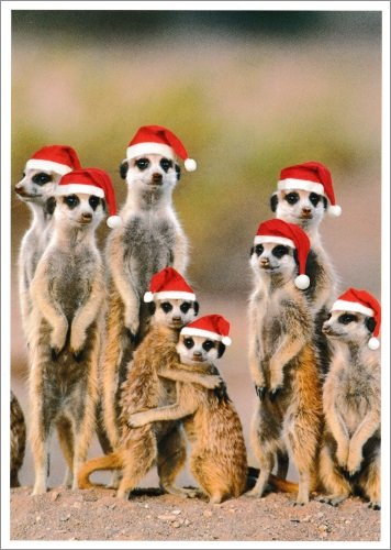 Taurus Kunstkarten Postkarte Tiere Weihnachten bei Familie Erdmännchen von Taurus Kunstkarten