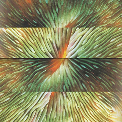 Mirroring [Vinyl LP] von Telephone Explosion Records
