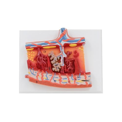Anatomie Modell Der Menschlichen Plazenta Für Krankheiten Untersuchen Menschliche Plazenta Anatomie Modell Model Medizinische Lehrhilfen von Thewasc