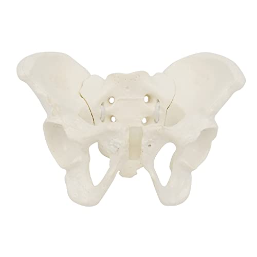 Flexibles weibliches Beckenmodell auf elastischem, kleinem Beckenskelettmodell, Anatomie, medizinisches Modell für wissenschaftliche Bildung Flexibles weibliches Beckenmodell auf elastischem, kleinem Beckenskelettmodell, Anatomie, medizinisches Modell für wissenschaftliche Bildung von Thewasc