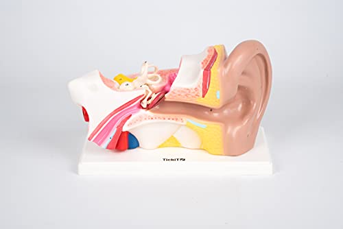 TickiT 03105 Human Ear 4x Life Size Model von TickiT