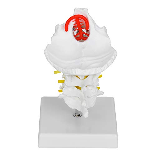 PVC Detaillierte Halswirbelmodell Ideal für Wissenschaftliche Bildungsunterricht für Chiropraktiker und Orthopädische Fachkräfte mit Basis für die Ausstellung PVC Detaillierte Halswirbelmodell Ideal für Wissenschaftliche Bildungsunterricht für Chiropraktiker und Orthopädische Fachkräfte mit Basis für die Ausstellung von Tihebeyan