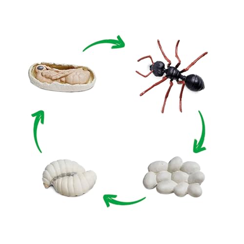 TimeTEX - Lebenszyklus "Ameise" | Detailgetreue Entwicklungsstadien für spielerisches Lernen | Inhalt: 4 Modelle; Eier, Larve, Puppe, Ameise, mit digitalen Übungen; Für Kinder ab 4 von TimeTEX