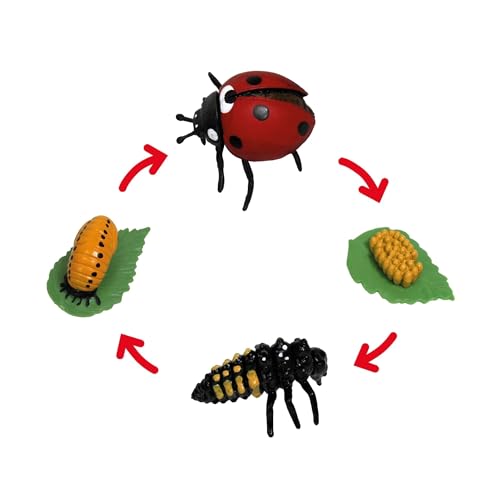 TimeTEX - Lebenszyklus "Marienkäfer" | Detailgetreue Entwicklungsstadien für spielerisches Lernen | Inhalt: 4 Modelle; Eier, Larve, Puppe, Marienkäfer, mit digitalen Übungen; Für Kinder ab 4 von TimeTEX