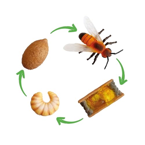 TimeTEX - Lebenszyklus "WILDBIENE" | Detailgetreue Entwicklungsstadien für spielerisches Lernen | Inhalt: 4 Modelle; von Brutzelle mit Ei zur Wildbiene, mit digitalen Übungen; Für Kinder ab 4 von TimeTEX