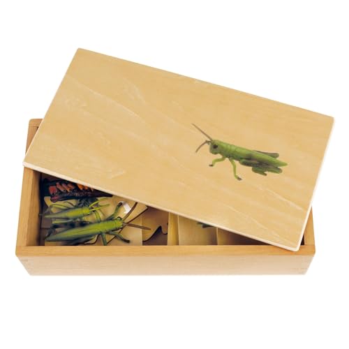 TimeTEX - Lebenszyklus einer Heuschrecke | In Holzbox "Montessori Premium" | Zur Veranschaulichung des Entwicklungsprozesses einer Heuschrecke | Maße der Holzbox: 23,1x12,1x5,6 cm von TimeTEX