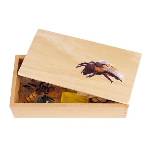 TimeTEX - Lebenszyklus einer Honigbiene | In Holzbox "Montessori Premium" | Zur Veranschaulichung des Entwicklungsprozesses einer Honigbiene | Maße der Holzbox: 23,1x12,1x5,6 cm TimeTEX - Lebenszyklus einer Honigbiene | In Holzbox "Montessori Premium" | Zur Veranschaulichung des Entwicklungsprozesses einer Honigbiene | Maße der Holzbox: 23,1x12,1x5,6 cm von TimeTEX