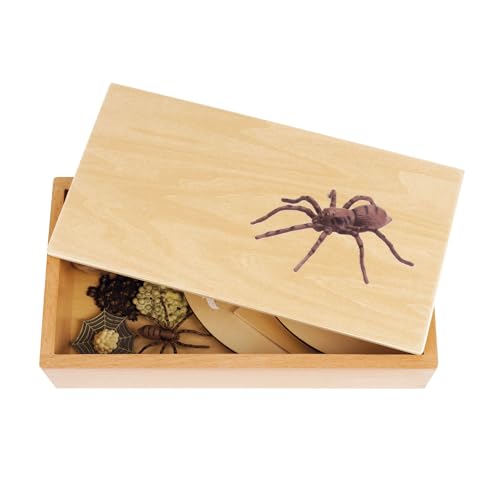 TimeTEX - Lebenszyklus einer Spinne | In Holzbox "Montessori Premium" | Zur Veranschaulichung des Entwicklungsprozesses einer Spinne | Maße der Holzbox: 23,1x12,1x5,6 cm von TimeTEX