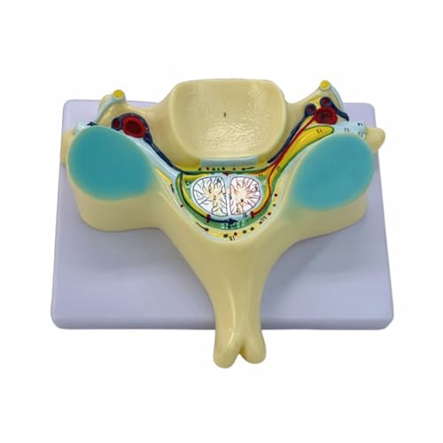 Humans Bone Model Medicals Vergrößert Fünfte Gebärmutterhalswirbelsäulenmodell Unterrichtswerkzeugschule Unterrichtsvorräte Für Krankenhaus Humans Bone Model Medicals Vergrößert Fünfte Gebärmutterhalswirbelsäulenmodell Unterrichtswerkzeugschule Unterrichtsvorräte Für Krankenhaus von Tmboryuu