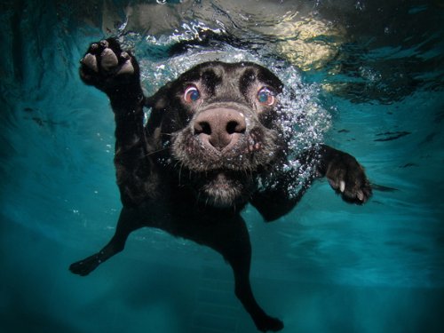 Mauspad Hund unter Wasser von Top Banana Gifts