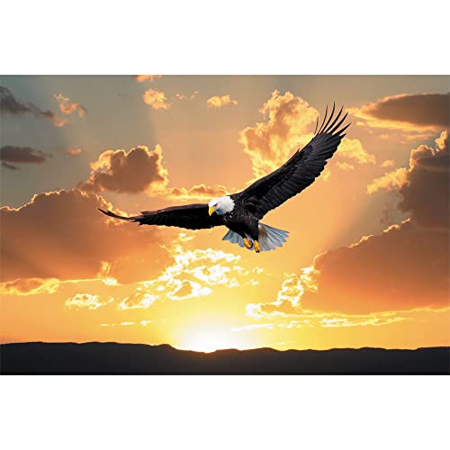 Tree-Free Greetings EcoNotes Stationary- Blank Note Cards with Envelopes, 4" x 6", Bald Eagle Soaring, USA Themed, Boxed Set of 12 (FS56115) von Tree-Free Greetings