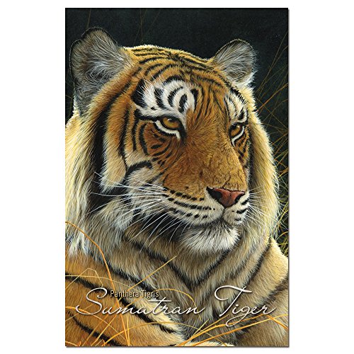 Tree-Free Greetings EcoNotes Stationary- Blank Note Cards with Envelopes, 4" x 6", Sumatran Tiger, Boxed Set of 12 (FS66733) von Tree-Free Greetings