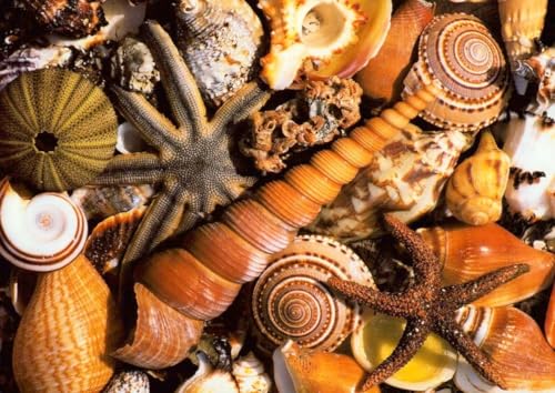 Postkarte blanko Beach Souvernirs Muscheln von Tushita