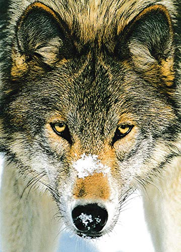 Tushita Postkarte Tiere Wolf von Tushita