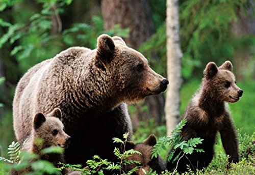 3 D Ansichtskarte Braunbären, Postkarte Wackelkarte Hologrammkarte Tier Braunbär von Unbekannt