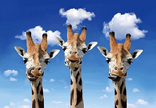 3 D Ansichtskarte Giraffen, Postkarte Wackelkarte Hologrammkarte Tier Giraffe von Unbekannt