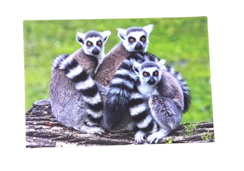 3 D Ansichtskarte Kattas, Postkarte Wackelkarte Hologrammkarte Tier Lemuren von Unbekannt