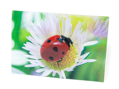 3 D Ansichtskarte Marienkäfer, Postkarte Wackelkarte Hologrammkarte Tier Blüte Glücksbringer von Unbekannt