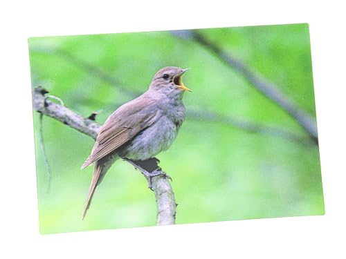 3 D Ansichtskarte Nachtigall, Postkarte Wackelkarte Hologrammkarte Tier Vogel Gartenvogel von Unbekannt