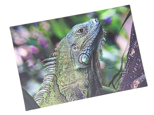 3 D Ansichtskarte grüner Leguan, Postkarte Wackelkarte Hologrammkarte Tiere Echse von Unbekannt