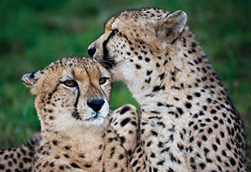 Unbekannt 3 D Ansichtskarte Geparde Postkarte Wackelkarte Hologrammkarte Tier Gepard Raubkatzen von Unbekannt