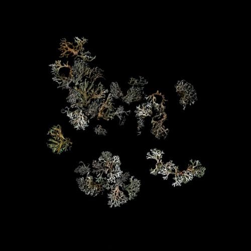 Return [Vinyl LP] von Untitled / Cargo