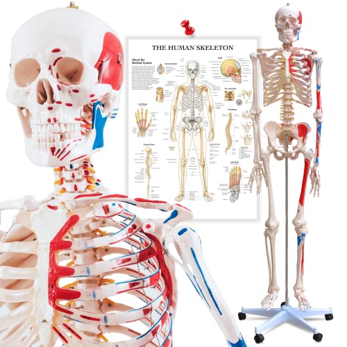 Anatomie Skelett mit Muskeln - Muskelbemalung, Schutzabdeckung, Lehrgrafik Poster, Standfuss mit Rollen, lebensgroß, 180 cm - menschliches Lernmodell, Lehrmittel, anatomisches Modell, Mensch Knochen von VENDOMNIA