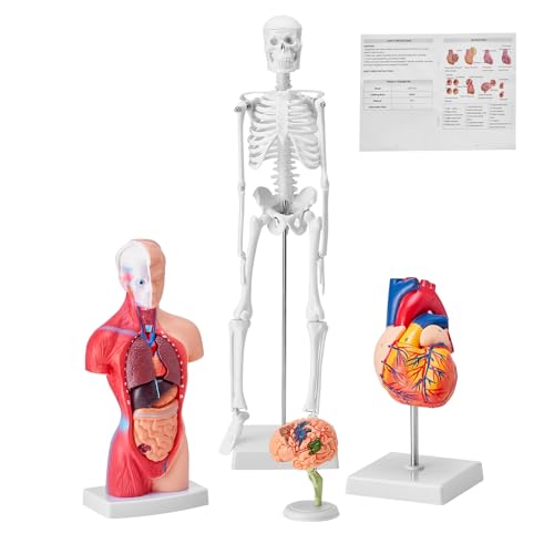 VEVOR 4-teilige Menschliche Anatomiemodelle Menschlicher Körper Anatomie Modell, Vollskelett/Vollorganset/Herz/Gehirn Abnehmbarer Menschlicher Körper Modell, für Medizinstudenten Ärzte & Lehrer von VEVOR