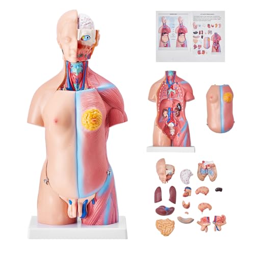 VEVOR 45cm Unisex Torso Anatomie Modell PVC Menschlicher Körper Modell Anatomie Modell Torso mit 23 Teile für Medizinstudenten Ärzte und Lehrer Hautfarbe von VEVOR