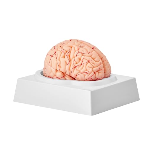 VEVOR Menschliches Gehirn Modell Anatomie, 1:1 Lebensgröße 9-teiliges Menschliches Gehirn Anatomisches Modell mit Etiketten & Display Basis, Abnehmbare Gehirn Modell für Wissenschaft Forschung Lehren von VEVOR