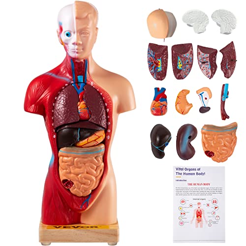 VEVOR Menschliches Torso-Körper-Anatomie-Modell mit 15 abnehmbaren Teilen - Herz-Viszeral-Gehirn-Skelett Medizinische Schule Krankenpflege-Bildungslieferant 8 x 14 x 28 cm Torso Anatomie von VEVOR