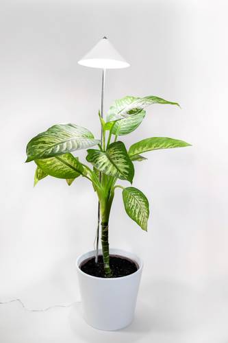 Venso LED-Pflanzenlampe Wachstum SUNLiTE XL 25W Weiß 230V LED fest eingebaut 25W Neutralweiß 1St. Venso LED-Pflanzenlampe Wachstum SUNLiTE XL 25W Weiß 230V LED fest eingebaut 25W Neutralweiß 1St. von Venso