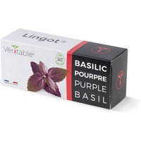 Véritable Lingot Purpur-Basilikum - Bio, vorbepflanzte Erde von Veritable