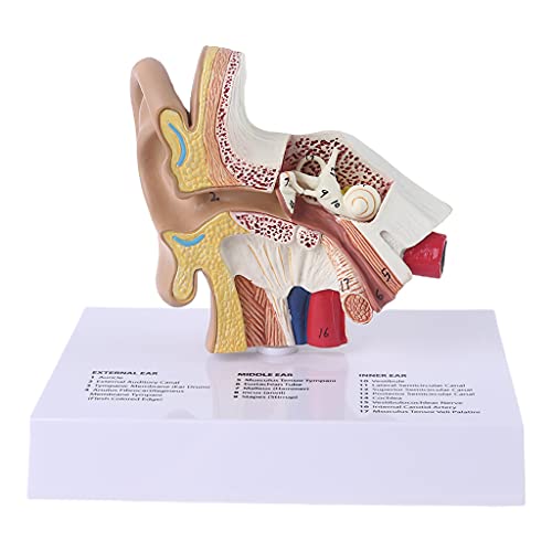 1,5 mal lebensgroßes menschliches Ohrmodell, wissenschaftliche Anatomie, Lehrbedarf, anatomisches Lerndisplay, professionell 1,5 mal lebensgroßes menschliches Ohrmodell, wissenschaftliche Anatomie, Lehrbedarf, anatomisches Lerndisplay, professionell von Vynetra