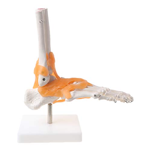 1:1 menschliches Skelett, menschliches Modell, Gelenk, medizinische Anatomie, Knöchelband, anatomisch 1:1 menschliches Skelett, menschliches Modell, Gelenk, medizinische Anatomie, Knöchelband, anatomisch von Vynetra