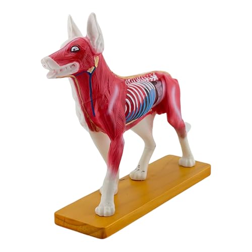 Anatomisches Modell Hund Hund Akupunkturmodell Tiermodell 72 Punkte Akupunkturpunkte Hund Akupunkturmodell Anatomisches Modell Hund Hund Akupunkturmodell Tiermodell 72 Punkte Akupunkturpunkte Hund Akupunkturmodell von Vynetra