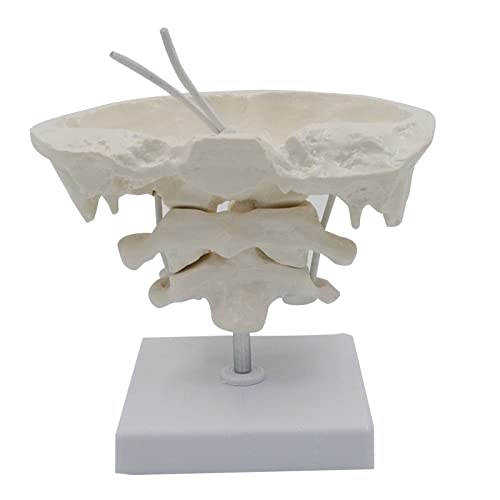 Occipital Bone Model Natural Textures of Human Study Display Teaching Life Size for Medical Occipital Bone Model Natural Textures of Human Study Display Teaching Life Size for Medical von Vynetra