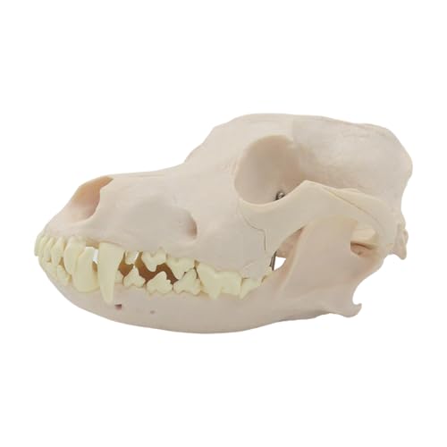 Realistisches Hundekopf-Skelettmodell, anatomisches Hunde-Schädelmodell, Hundekopfknochen für Tierärztliche Ausbildung, Vorlesungsbericht Realistisches Hundekopf-Skelettmodell, anatomisches Hunde-Schädelmodell, Hundekopfknochen für Tierärztliche Ausbildung, Vorlesungsbericht von Vynetra