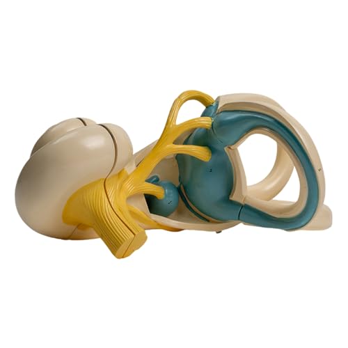 Vergrößertes menschliches Innenohr-Anatomie-Modell zeigt Innenohr-Cochlea-anatomisches menschliches Innenohrmodell für Vorlesungsbericht Vergrößertes menschliches Innenohr-Anatomie-Modell zeigt Innenohr-Cochlea-anatomisches menschliches Innenohrmodell für Vorlesungsbericht von Vynetra
