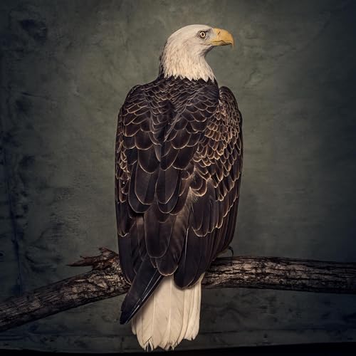 Book Of Bad Decisions (2LP) [Vinyl LP] von WEATHERMAKER MUSIC