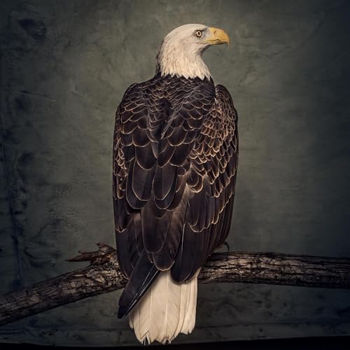 Book Of Bad Decisions (2LP) [Vinyl LP] von WEATHERMAKER MUSIC