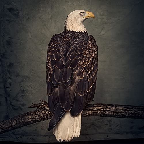 Book Of Bad Decisions (Digipak) von WEATHERMAKER MUSIC