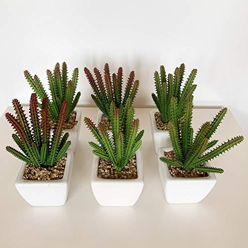 WELLHOME Cactus Cereus Sortiment mit Keramiktopf, Packung mit 6 St023, 17 x 7 cm von WELLHOME