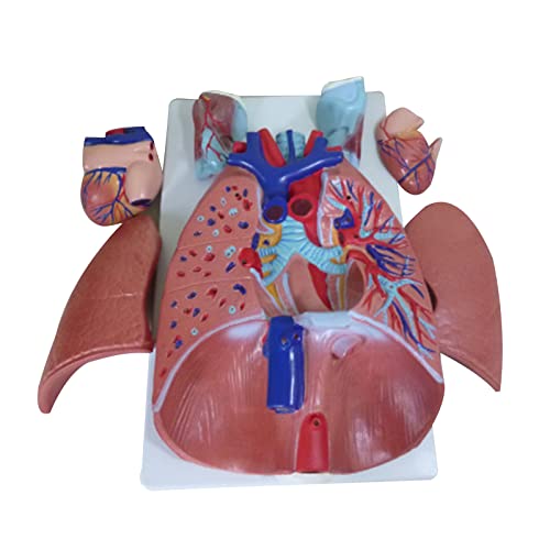 Modell des menschlichen Atmungssystems des menschlichen Larynxes, kardiopulmonales Anatomiemodell, Lungenherzmodell für den Unterricht der Atemwege, pädagogisches Modell, Atemwegsmodell von WENGU