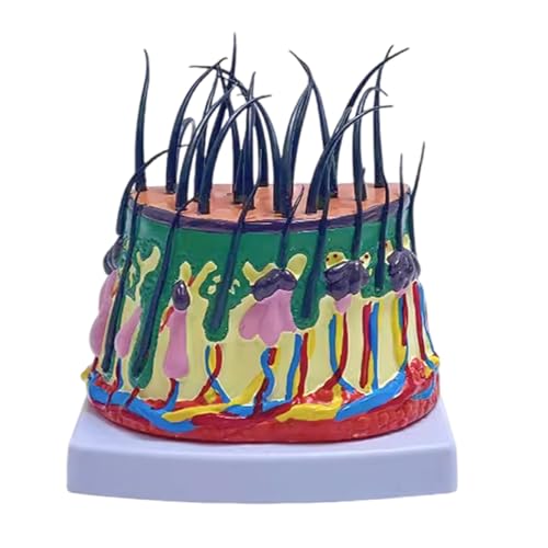 Scalp Structure Model 50X Scalp Anatomical Model Human Scalp Structure Anatomy Model for Science Classroom Learning Scalp Structure Model 50X Scalp Anatomical Model Human Scalp Structure Anatomy Model for Science Classroom Learning von WHFCBJBW