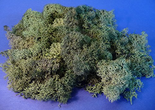 3-PACK Modellbau ISLANDMOOS dunkelgrün MULTIPACKUNG 240g von WIM-Modellbau