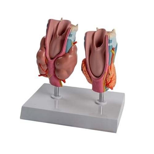 Humanpathologische Schilddrüsenanatomie Modell Mit Abnehmbaren Teilen Anatomischem Hörorganmodell Für Vorlesungsbericht von WOURRD