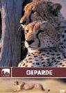 Safari - Geparde von WVG MEDIEN