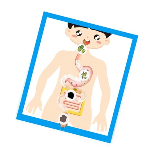 Papier Verdauungsorgel Anatomie Modell Bildungsverdauung Organ Anatomie Modelllernwerkzeug Für Kinder Studenten 6＋ von WZBHCZLJ